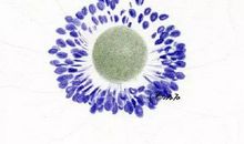 用花蕊造句大全