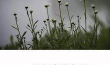 对亲人思念的句子