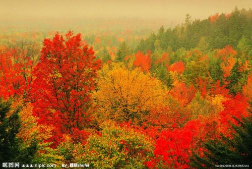 描述秋天的树木的句子