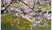 描写桃花美景的句子