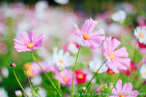 花寓言的完整集合