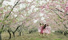 桃花红了比喻句