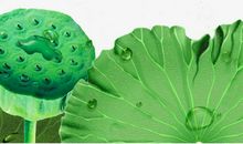 24节气关于小暑的谚语