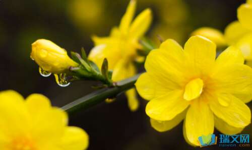 优美的句子描述了冬季茉莉花