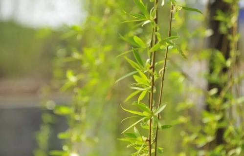 垂柳的拟人化句子