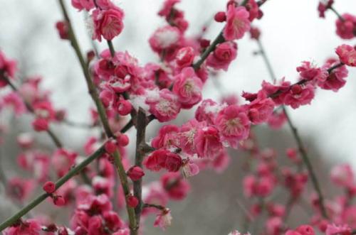 赞美春天的花朵的句子