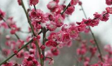 赞美春花的句子