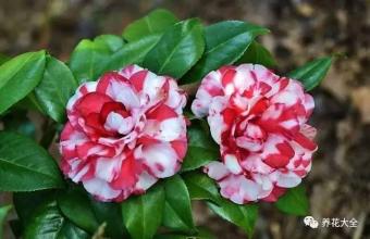 形容山茶的句子