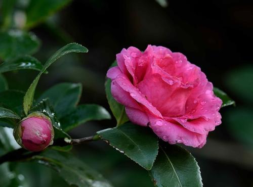 描述山茶之美的句子