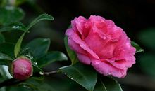 形容茶花美丽的句子