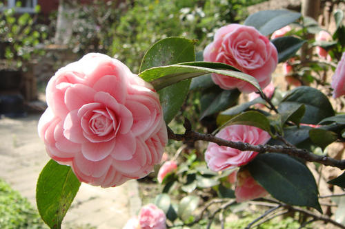 赞美山茶的句子