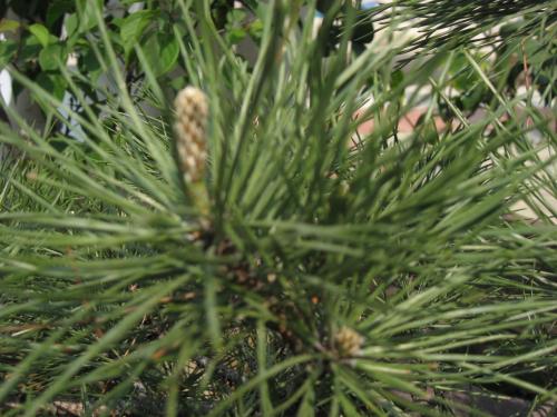 关于松树的寓言