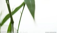 关于竹子的比喻句