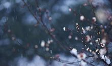 形容梅花的词语