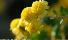 菊花盛开的比喻句