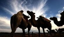 有关骆驼的比喻句