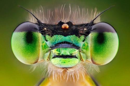 关于昆虫的谚语