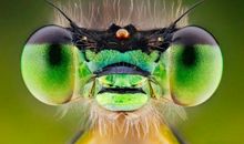 关于昆虫的谚语