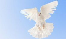 描写鸽子的比喻句