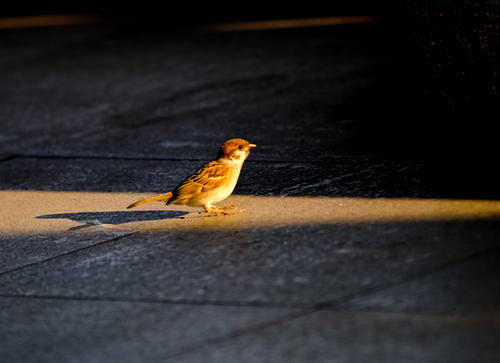 关于麻雀的寓言