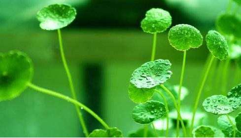 丽霞的民间谚语是什么