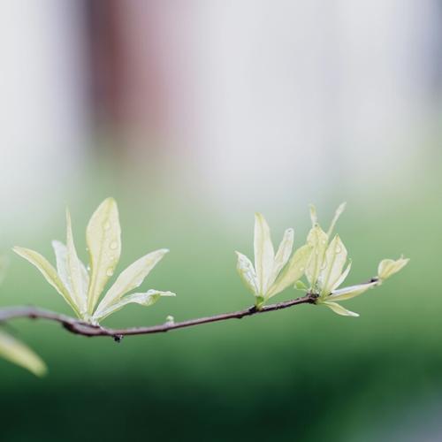 关于春天的花朵和草的诗