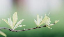 有关春花春草的诗句