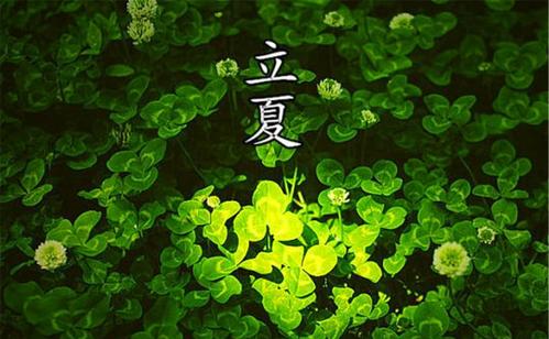 关于丽霞的谚语