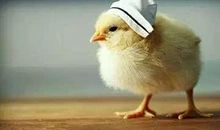 铁公鸡下蛋歇后语