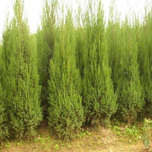 松柏是什么样的隐喻？