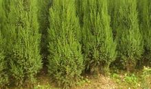 松柏像什么比喻句