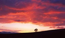 有关晚霞的比喻句