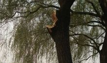 蜻蜓撼树歇后语