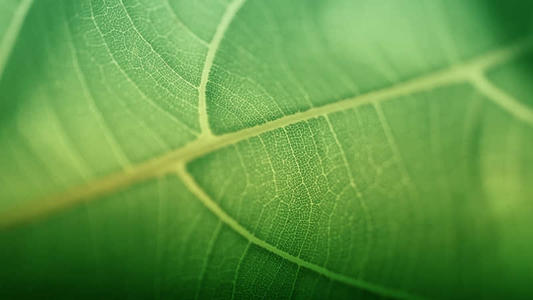 描述植物的比喻句