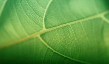 形容植物的比喻句