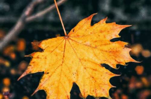 关于秋天的审美句子