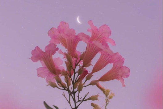 关于我喜欢你的隐藏诗