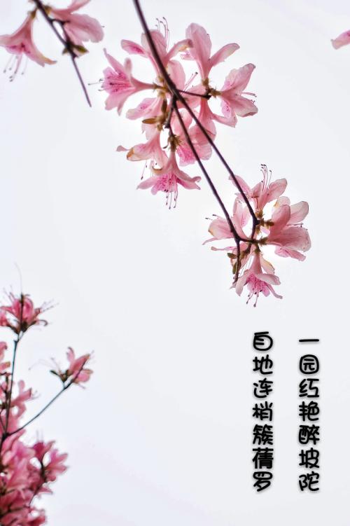 杜鹃花经典