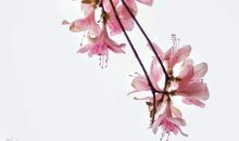 杜鹃花诗句经典名句