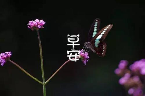 甜蜜am昧的早上好问候