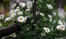 父亲哀悼词语录经典