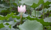 初秋的早晨心情短语