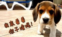 端午节发朋友圈搞笑说说