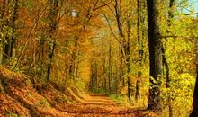 秋天浪漫的诗句