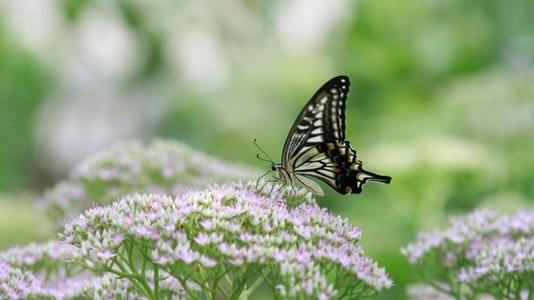 幸福快乐的签名句子,幸福快乐的美丽句子2