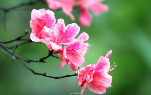 杜鹃花有哪些经文