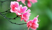 关于杜鹃花的诗句有哪些