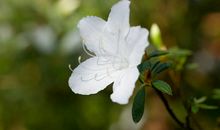 白色杜鹃花的诗句