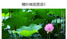 一花一世界佛心禅语