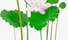 与荷花有关的成语